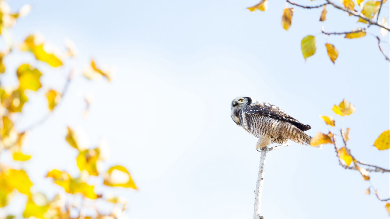 Wallpaper owl, bird, predator, tree