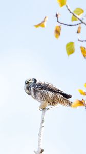 Preview wallpaper owl, bird, predator, tree