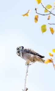 Preview wallpaper owl, bird, predator, tree