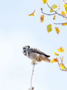 Preview wallpaper owl, bird, predator, tree