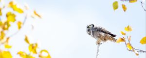 Preview wallpaper owl, bird, predator, tree