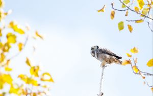 Preview wallpaper owl, bird, predator, tree