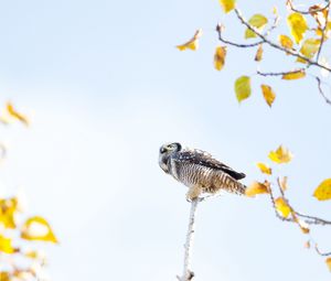 Preview wallpaper owl, bird, predator, tree