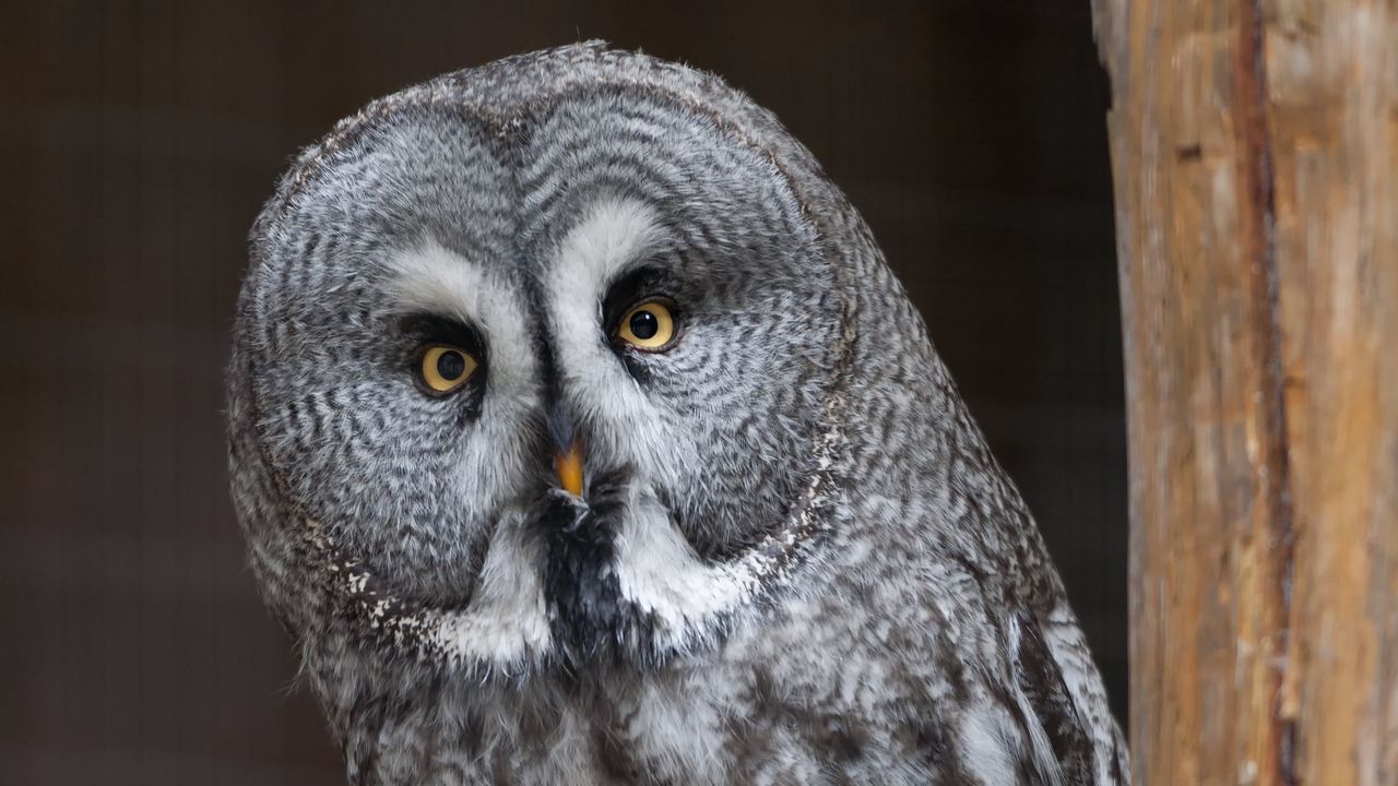 Wallpaper owl, bird, predator, glance