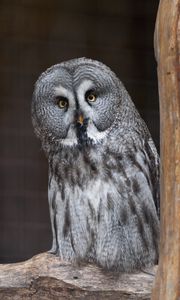 Preview wallpaper owl, bird, predator, glance