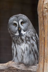 Preview wallpaper owl, bird, predator, glance