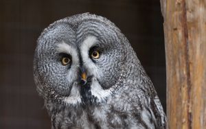 Preview wallpaper owl, bird, predator, glance
