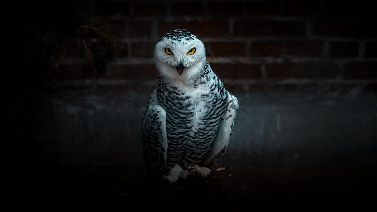 Wallpaper owl, bird, predator, funny