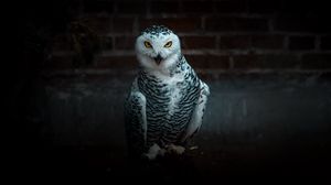 Preview wallpaper owl, bird, predator, funny