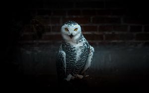 Preview wallpaper owl, bird, predator, funny