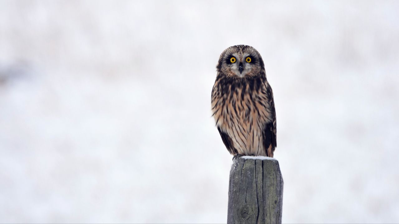 Wallpaper owl, bird, predator, sight, stump