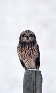 Preview wallpaper owl, bird, predator, sight, stump