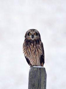 Preview wallpaper owl, bird, predator, sight, stump