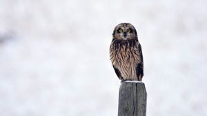 Preview wallpaper owl, bird, predator, sight, stump