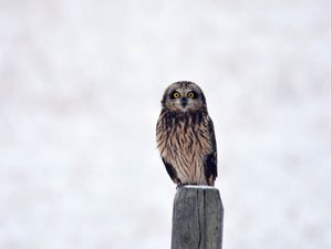 Preview wallpaper owl, bird, predator, sight, stump