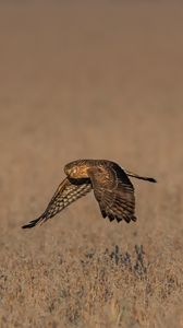 Preview wallpaper owl, bird, predator, flight, grass