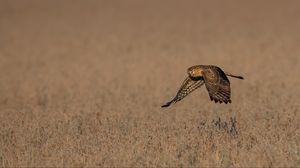Preview wallpaper owl, bird, predator, flight, grass