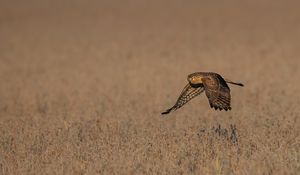 Preview wallpaper owl, bird, predator, flight, grass