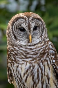 Preview wallpaper owl, bird, predator, feathers