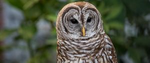 Preview wallpaper owl, bird, predator, feathers