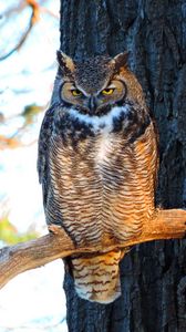 Preview wallpaper owl, bird, predator, glance, branch