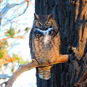 Preview wallpaper owl, bird, predator, glance, branch