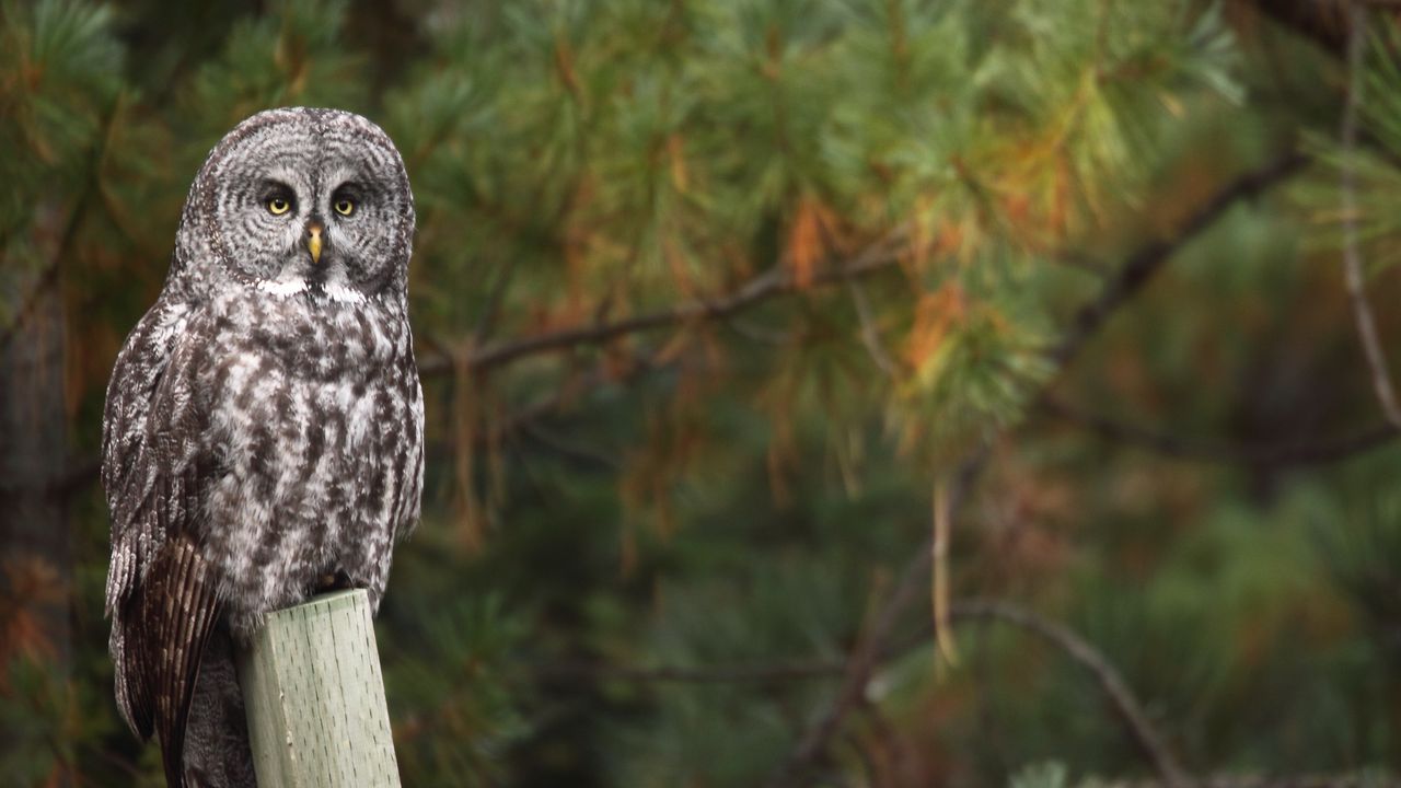 Wallpaper owl, bird, predator, tree, glance