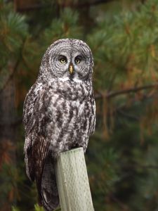 Preview wallpaper owl, bird, predator, tree, glance