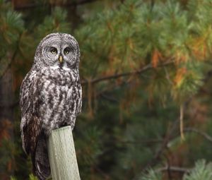 Preview wallpaper owl, bird, predator, tree, glance