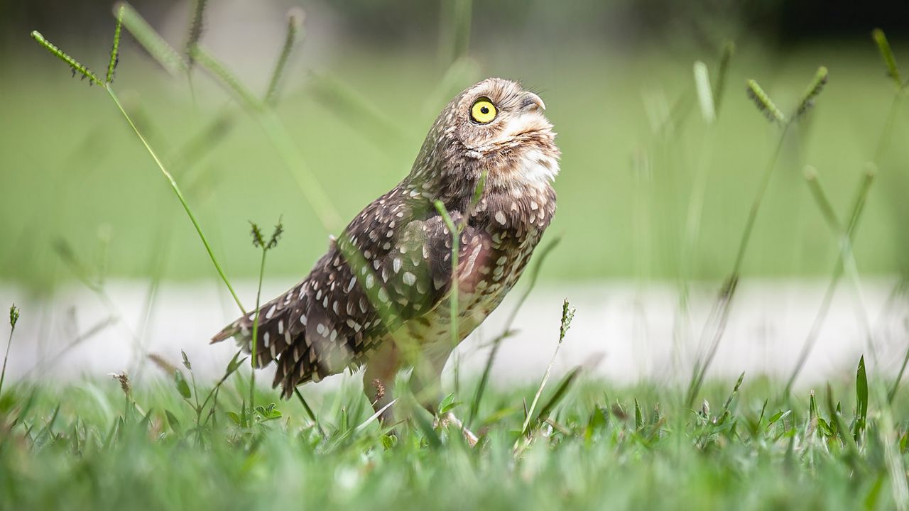 Wallpaper owl, bird, predator, grass, feathers