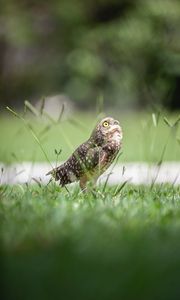 Preview wallpaper owl, bird, predator, grass, feathers