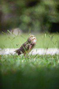 Preview wallpaper owl, bird, predator, grass, feathers