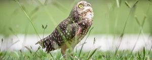 Preview wallpaper owl, bird, predator, grass, feathers