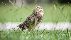 Preview wallpaper owl, bird, predator, grass, feathers