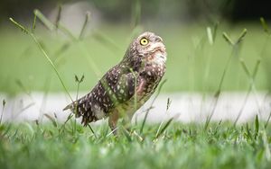 Preview wallpaper owl, bird, predator, grass, feathers