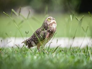 Preview wallpaper owl, bird, predator, grass, feathers