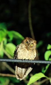 Preview wallpaper owl, bird, predator, sight, wildlife