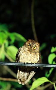 Preview wallpaper owl, bird, predator, sight, wildlife