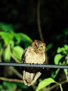 Preview wallpaper owl, bird, predator, sight, wildlife