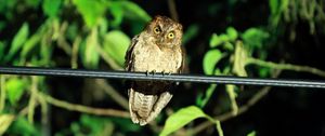 Preview wallpaper owl, bird, predator, sight, wildlife