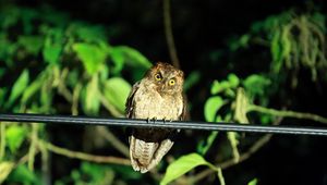 Preview wallpaper owl, bird, predator, sight, wildlife