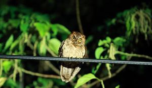 Preview wallpaper owl, bird, predator, sight, wildlife