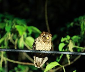 Preview wallpaper owl, bird, predator, sight, wildlife