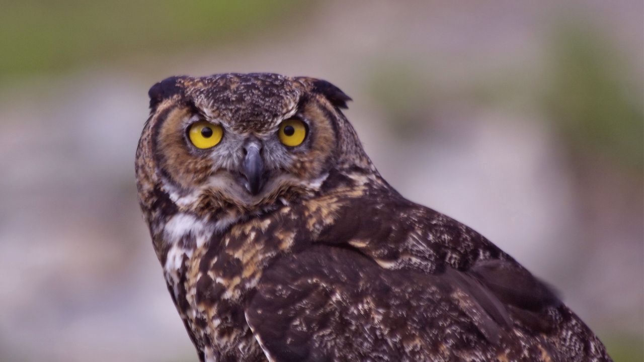Wallpaper owl, bird, predator, look