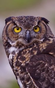 Preview wallpaper owl, bird, predator, look