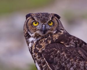 Preview wallpaper owl, bird, predator, look