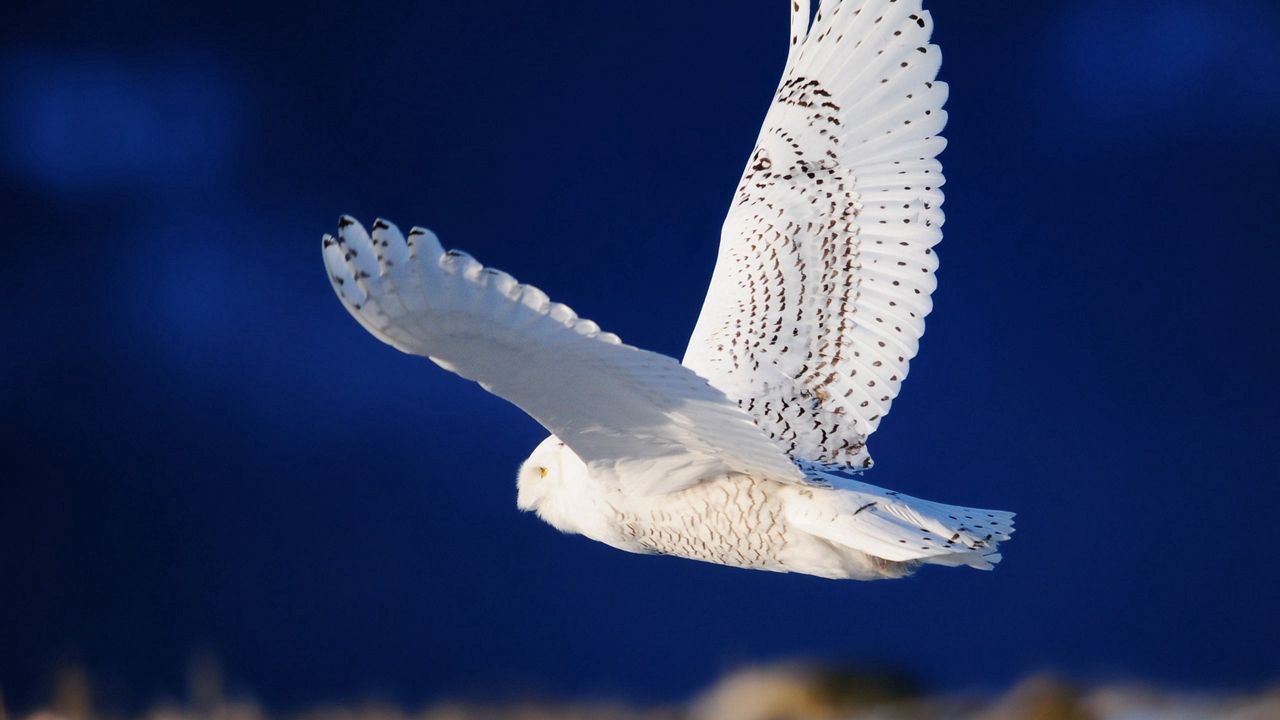Wallpaper owl, bird, predator, flight, sky
