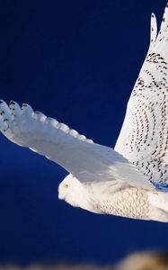 Preview wallpaper owl, bird, predator, flight, sky