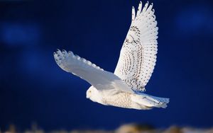 Preview wallpaper owl, bird, predator, flight, sky