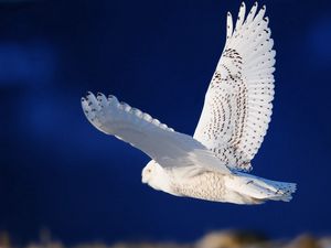 Preview wallpaper owl, bird, predator, flight, sky